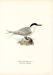 Rybitwa kanapkowa (kolor lito) autorstwa Magnus Ferdinand and Wilhelm von Wright