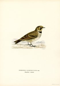 Shore Lark (kolor lito) autorstwa Magnus Ferdinand and Wilhelm von Wright