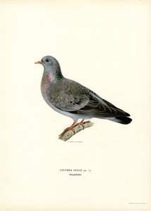 Stock Dove (kolor lito) autorstwa Magnus Ferdinand and Wilhelm von Wright