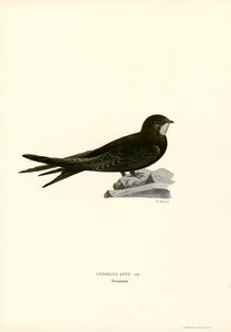 Swift (kolor lito) autorstwa Magnus Ferdinand and Wilhelm von Wright