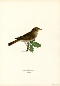 Drozd Nightingale (kolor lito) autorstwa Magnus Ferdinand and Wilhelm von Wright