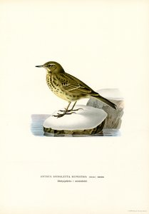 Water Pipit (kolor lito) autorstwa Magnus Ferdinand and Wilhelm von Wright