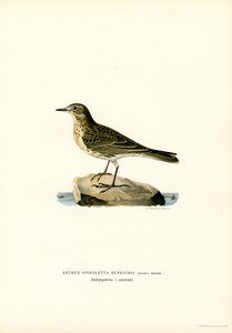 Water Pipit (kolor lito) autorstwa Magnus Ferdinand and Wilhelm von Wright