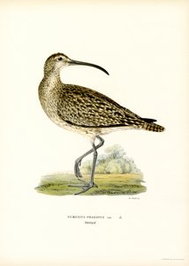 Whimbrel (kolor lito) autorstwa Magnus Ferdinand and Wilhelm von Wright
