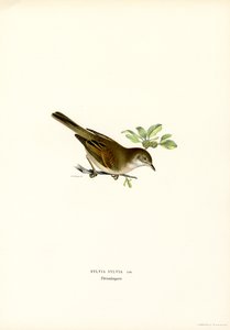 Whitethroat (kolor lito) autorstwa Magnus Ferdinand and Wilhelm von Wright
