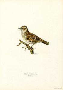 Skowronek (kolor lito) autorstwa Magnus Ferdinand and Wilhelm von Wright