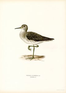 Wood Sandpiper (kolor lito) autorstwa Magnus Ferdinand and Wilhelm von Wright