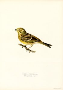 Yellowhammer (Emberiza citrinella) (kolor lito) autorstwa Magnus Ferdinand and Wilhelm von Wright