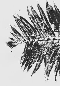 Botaniczna sylwetka paproci