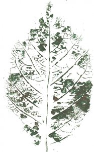 Botaniczny nadruk liści
