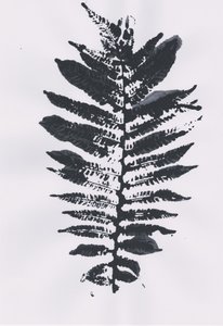 Elegancki liść Fern