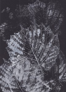 Studium monochromatycznego liścia autorstwa Maira Ribena