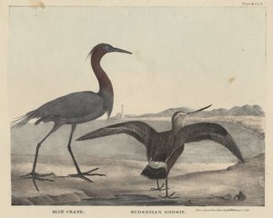 Blue Crane, Hudsonian Godwit, lito autorstwa Childs und Inman, z „Gabinet historii naturalnej i amerykańskich sportów wiejskich” J. und T. Doughty, 1832 autorstwa Mannevillette Elihu Dearing Brown