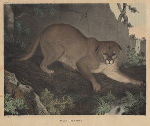 Cougar lub Panther, z „From Cabinet of Natural History and American Rural Sports”, autorstwa J.T. Ciasto, 1832 autorstwa Mannevillette Elihu Dearing Brown