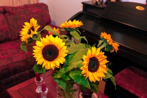 Jasnożółte słoneczniki lub Helianthus annuus z Andów w Kolumbii zdobią dom w mieście Bogota autorstwa Mano Chandra Dhas