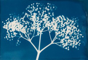 Listy, 2014 (drzeworyt na papierze) autorstwa Marco Campedelli