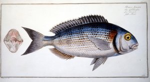 Talerz historii naturalnej: Leszcz Marca Eliesera Blocha Ichtyologie Paryż - Berlin - Londyn 1787. autorstwa Marcus Élieser Bloch