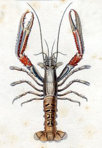 Płyta historii naturalnej: Langoustine według Marca Eliesera Blocha Ichtyologie Paryż - Berlin - Londyn 1787. autorstwa Marcus Élieser Bloch