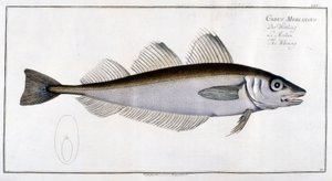 Tablica historii naturalnej: Witlinek wg Marca Eliesera Blocha Ichtyologie Paryż - Berlin - Londyn 1787. autorstwa Marcus Élieser Bloch
