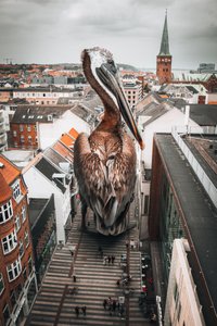 Miasto Wielkiego Pelikana