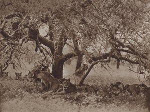 Niespokojna sjesta autorstwa Marcuswell Maxwell