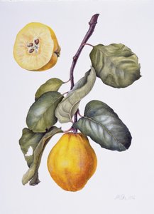 Pigwa (akwarela na papierze)