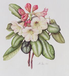 Rododendron (akwarela na papierze)
