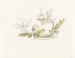 Studium kompozycji kwiatowej (grafit, akwarela) autorstwa Margaret Louisa Herschel