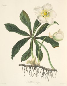 Black Hellebore lub Christmas Rose, z Floral Illustrations of the Seasons, wyd. 1829 (grawerowanie ręcznie kolorowane) autorstwa Margaret Roscoe