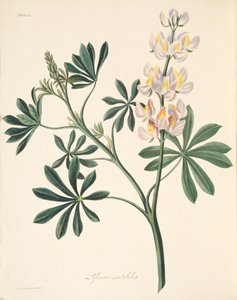 Łubin o zmiennych kwiatach, z Floral Illustrations of the Seasons, wyd. 1829 (grawerowanie ręcznie kolorowane)