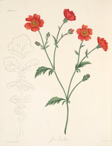 Chilijskie Avens, z Floral Illustrations of the Seasons, wyd. 1829 (grawerowanie ręcznie kolorowane) autorstwa Margaret Roscoe