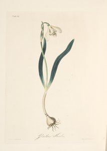 Przebiśnieg zwyczajny, z Floral Illustrations of the Seasons, wyd. 1829 (grawerowanie ręcznie kolorowane) autorstwa Margaret Roscoe