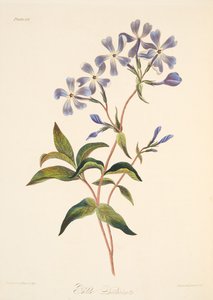Lychnidea wczesna, z Floral Illustrations of the Seasons, wyd. 1829 (grawerowanie ręcznie kolorowane)
