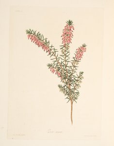 Cielisty, wcześnie płynący Heath, z Floral Illustrations of the Seasons, wyd. 1829 (grawerowanie ręcznie kolorowane) autorstwa Margaret Roscoe
