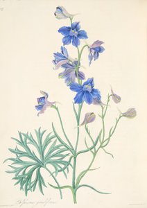 Great Flowered Larkspur, z Floral Illustrations of the Seasons, wyd. 1829 (grawerowanie ręcznie kolorowane)