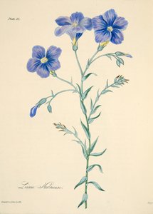 Narbonne Len, z Floral Illustrations of the Seasons, wyd. 1829 (grawerowanie ręcznie kolorowane) autorstwa Margaret Roscoe