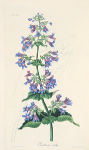Penstemon o liściach jajowatych, z Floral Illustrations of the Seasons, wyd. 1829 (grawerowanie ręcznie kolorowane) autorstwa Margaret Roscoe