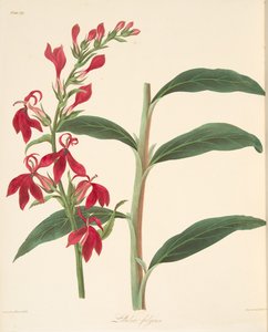 Odblaskowa Lobelia, z Floral Illustrations of the Seasons, wyd. 1829 (grawerowanie ręcznie kolorowane) autorstwa Margaret Roscoe