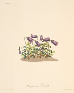 Russet Bell Flower, z Floral Illustrations of the Seasons, wyd. 1829 (grawerowanie ręcznie kolorowane)