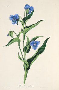 Błękitna Commelina, z Kwiatowych ilustracji pór roku, wyd. 1829 (grawerowanie ręcznie kolorowane) autorstwa Margaret Roscoe