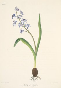 Cebula dwulistna, z Floral Illustrations of the Seasons, wyd. 1829 (grawerowanie ręcznie kolorowane) autorstwa Margaret Roscoe