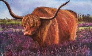 Highland Bull w Scottish Heather, 2018 (pastel)