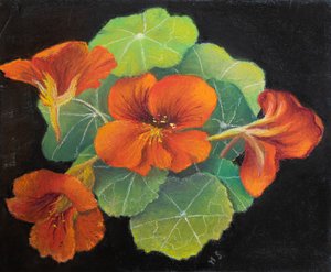 Nasturcje, 2020 (pastel) autorstwa Margo Starkey