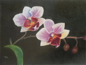Orchidea w mojej sypialni, 2020 (pastel) autorstwa Margo Starkey