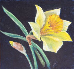 Piękno żonkila, 2021 (pastel) autorstwa Margo Starkey