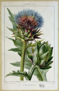 Karczoch, tabliczka botaniczna, wyryta przez E. Fraillery