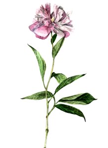Peony, 2018