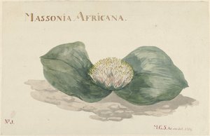 Bloem Massonia Africana MASSONIA AFRICANA (tytuł na obiekcie) autorstwa Maria Geertruida Barbiers Snabilié
