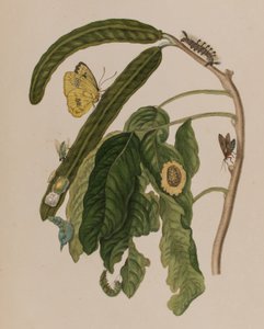 Ilustracja z 