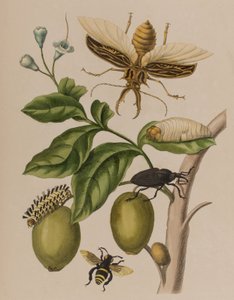 Ilustracja z 